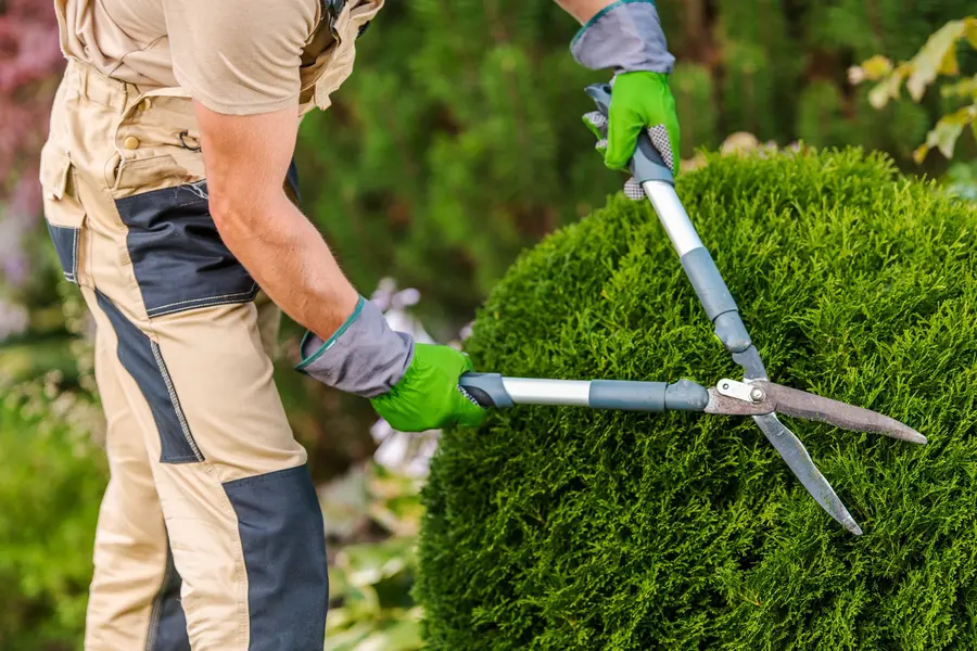 Bush Trimming